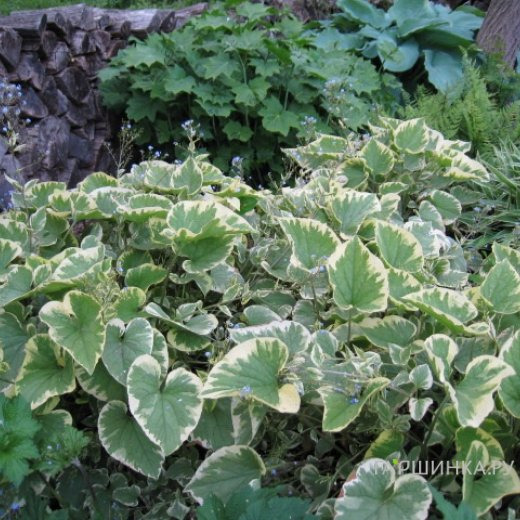 Бруннера Хадспен Крим