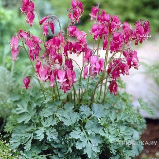 Дицентра Кинг оф Хартс