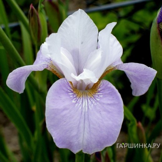 Ирис сибирский Данс Балерина Данс