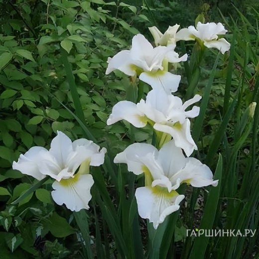 Ирис сибирский Харпсвелл Хэпинес