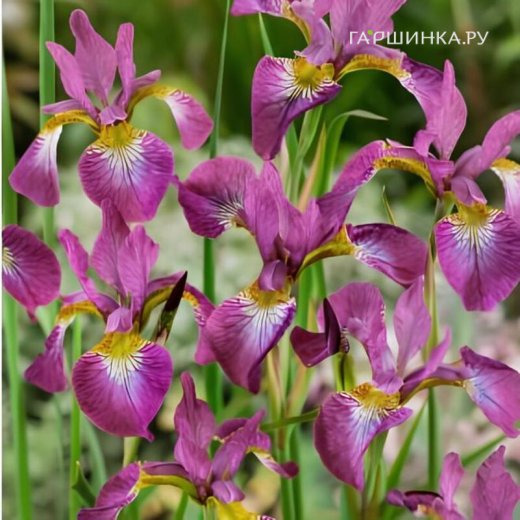 Ирис сибирский Спарклин Роуз