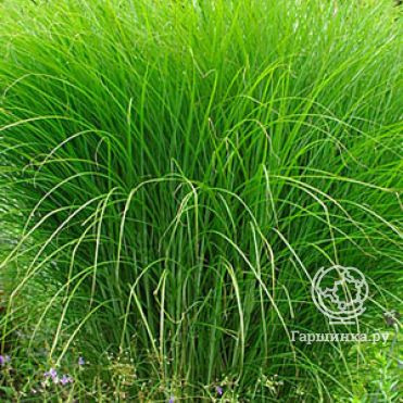 Мискантус Грацилимус