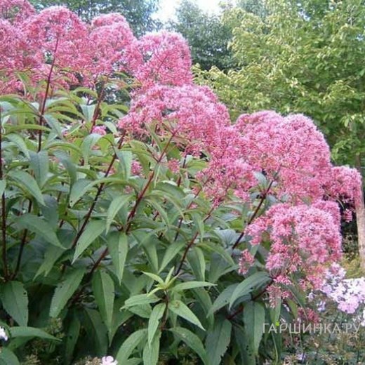 Посконник Атропурпуреум