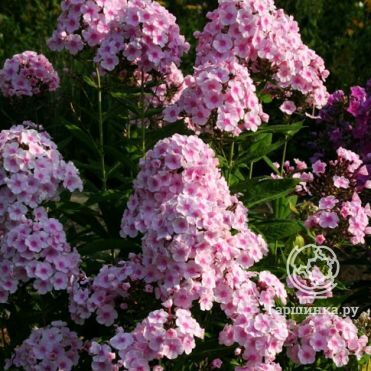 Флокс Брайт Айс метельчатый