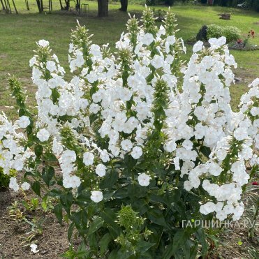 Флокс Вайт Адмирал метельчатый