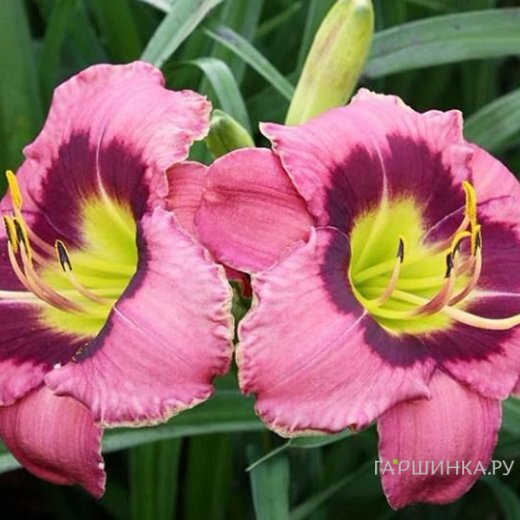 Лилейник Олвэйс Автенун