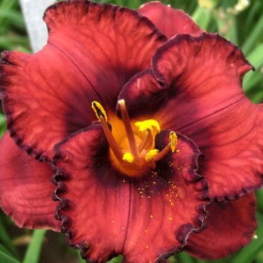 Лилейник Беррилишис