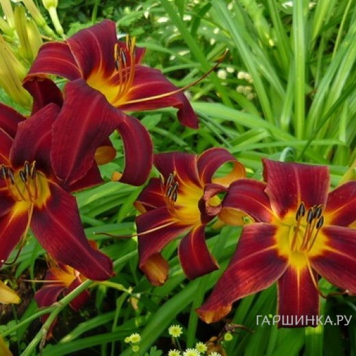 Лилейник Блэк Принц