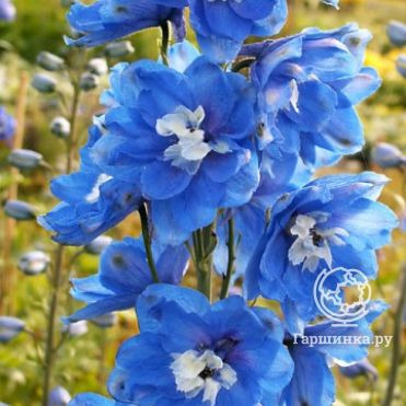 Дельфиниум Пацифик Блю Берд
