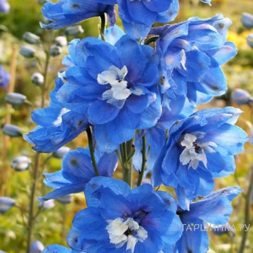 Дельфиниум Пацифик Блю Берд
