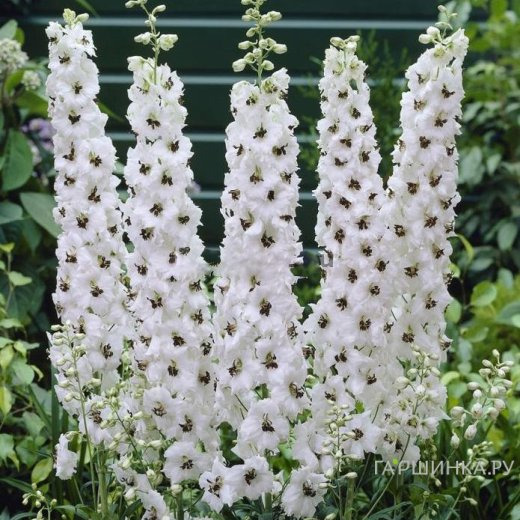 Дельфиниум Пацифик Галахард