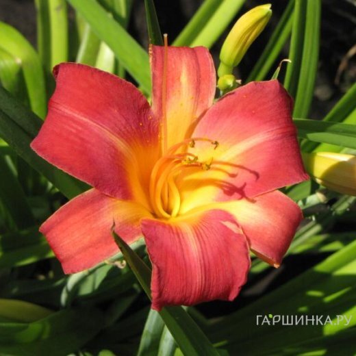 Лилейник Черри Чикс