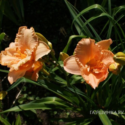 Лилейник Элизабет Солтер