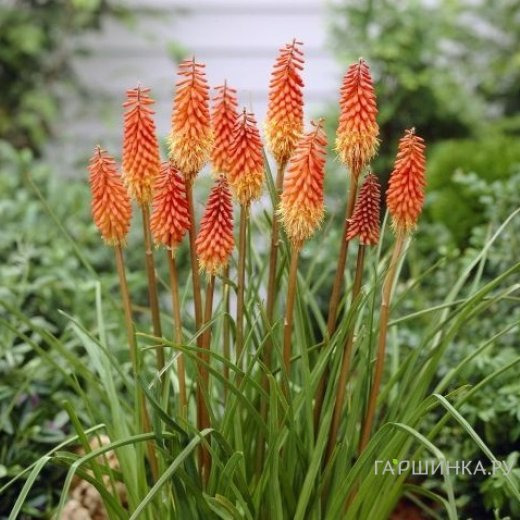 Книфофия Альказар