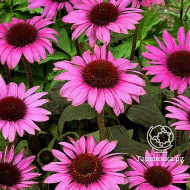 Эхинацея пурпурная Магнус