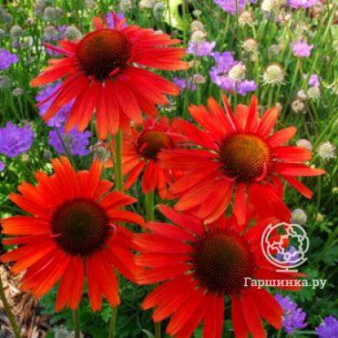 Эхинацея пурпурная Ред
