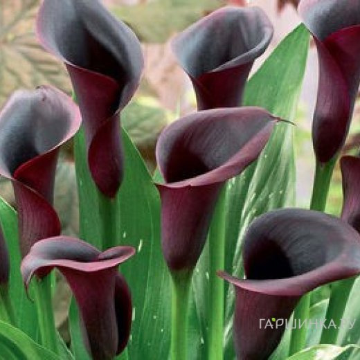 Калла Одесса