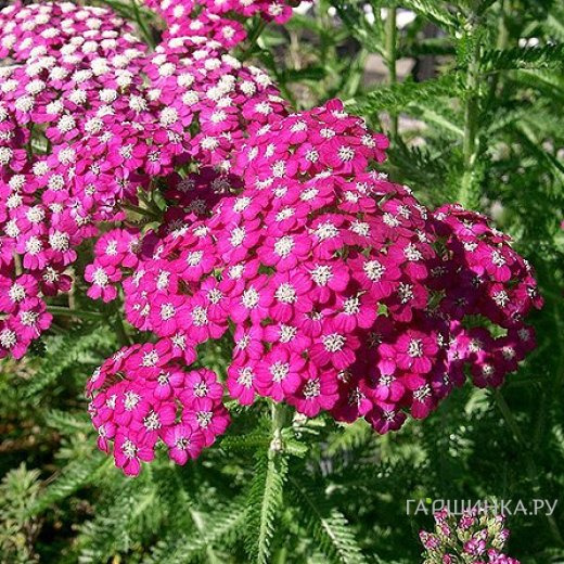 Тысячелистник Саммервайн