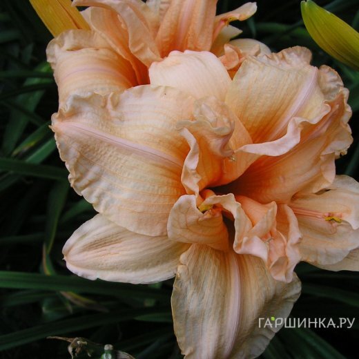 Лилейник Дабл Дрим