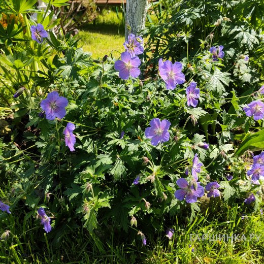 Герань садовая Розанна