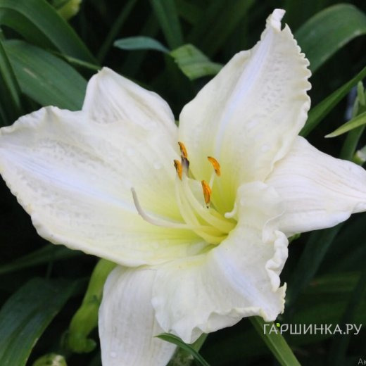 Лилейник Джоан Сеньор