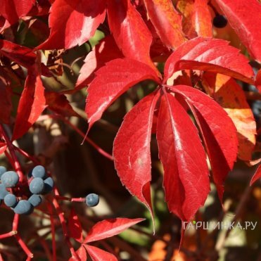 Девичий виноград Энгельмана (с присосками)