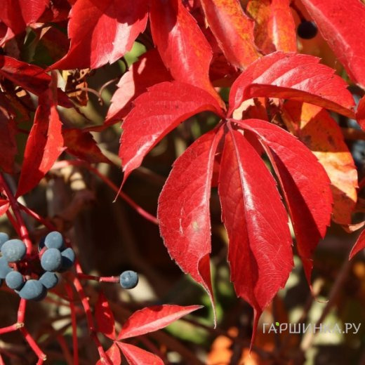 Девичий виноград Энгельмана (с присосками)