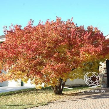 Клен Гиннала