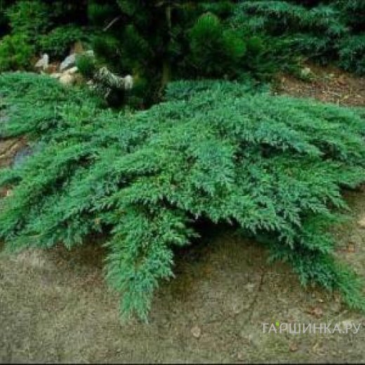 Можжевельник казацкий Рокери Гем