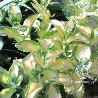 Очиток (седум) Медиавариегатум