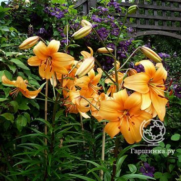 Лилия Перл Стейси /2шт