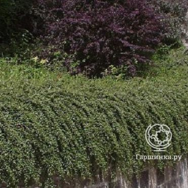 Кизильник Даммера Скогхолм