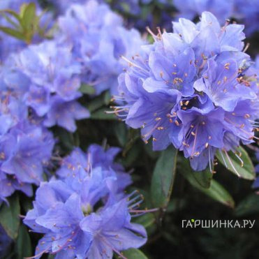Рододендрон гибридный Блю Тит