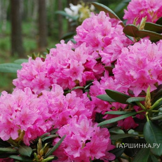 Рододендрон Гаага гибридный