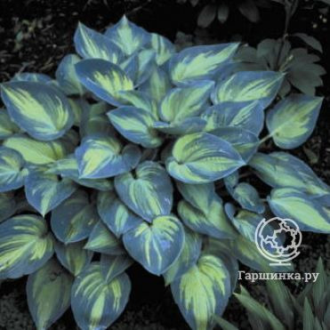 Хоста Джун (M)