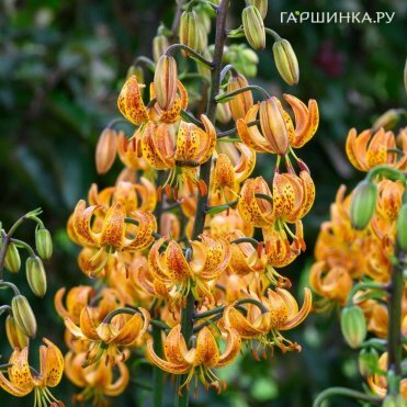 Лилия Санни Монинг кудреватая