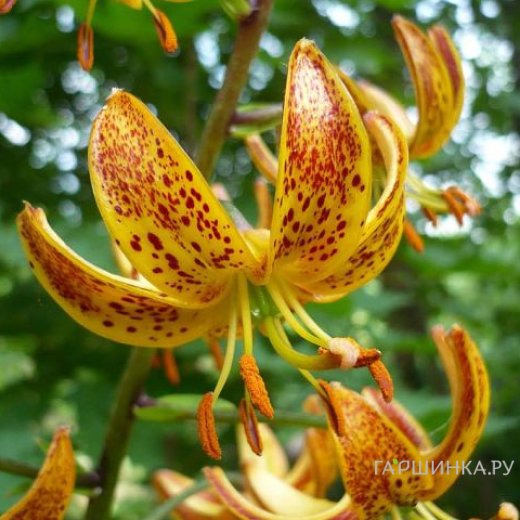 Лилия Санни Монинг кудреватая