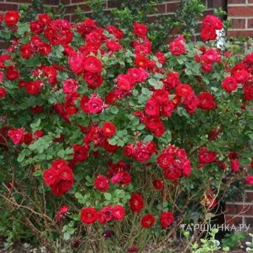 Роза Шамплейн канадская парковая (лиц)