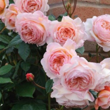 Роза А Шропшир Лэд, Д.Остин кустарниковая (лиц)