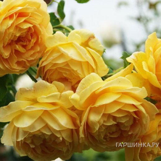 Роза Чарльз Дарвин, Д.Остин кустарниковая (лиц)