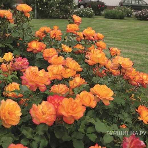 Роза Сахара кустарниковая, Тантау (лиц)