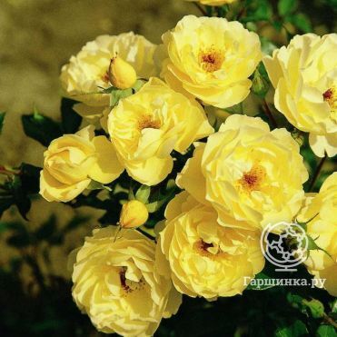 Роза Зоненширм почвопокровная, Тантау (лиц)