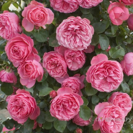 Роза Леонардо Да Винчи флорибунда, Топалович (лиц)