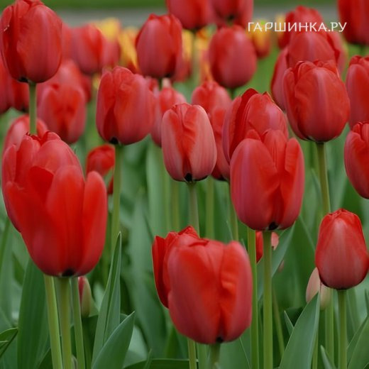 Тюльпан Ред Импрешн Дарвина