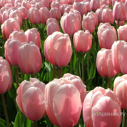 Тюльпан Салмон Импрешн Дарвина 5шт.