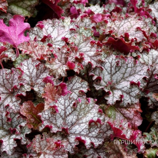 Гейхера Кан Кан