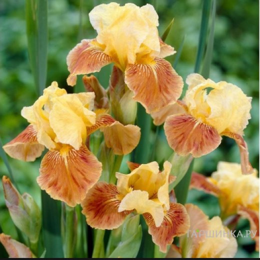 Ирис бородатый Голден Маффин