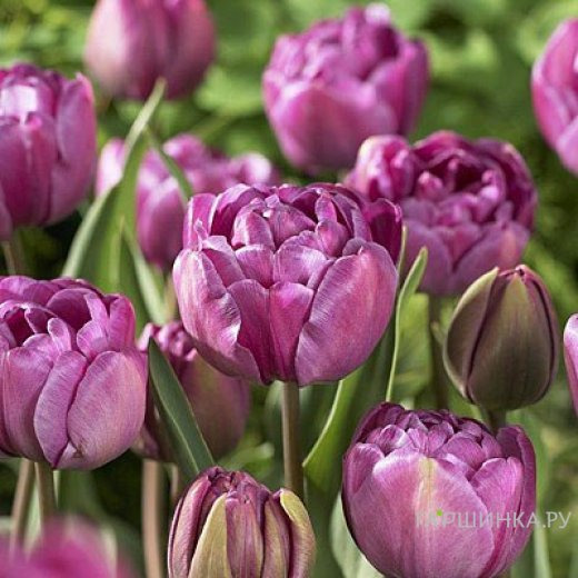 Тюльпан Блу Даймонд махровый 5шт.