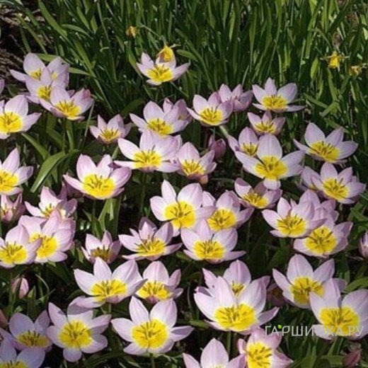 Тюльпан Саксатилис ботанический 10шт