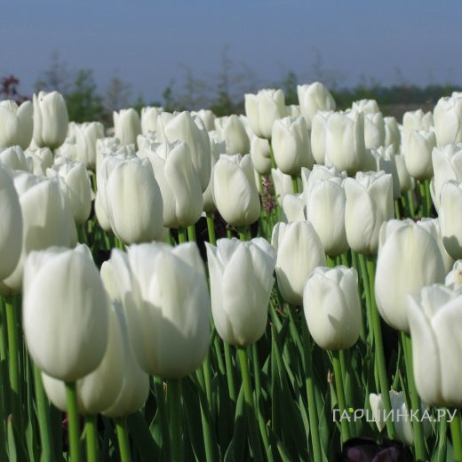 Тюльпан Вайт Принц простой ранний 5шт